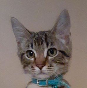 Meet your Posher, Anthony